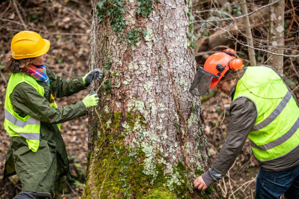 Best Commercial Tree Services  in Orangeville, UT