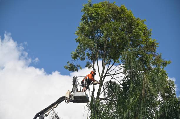 Best Storm Damage Tree Cleanup  in Orangeville, UT