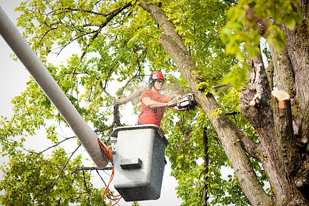 Best Tree Trimming and Pruning  in Orangeville, UT