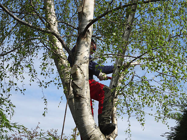 Best Leaf Removal  in Orangeville, UT